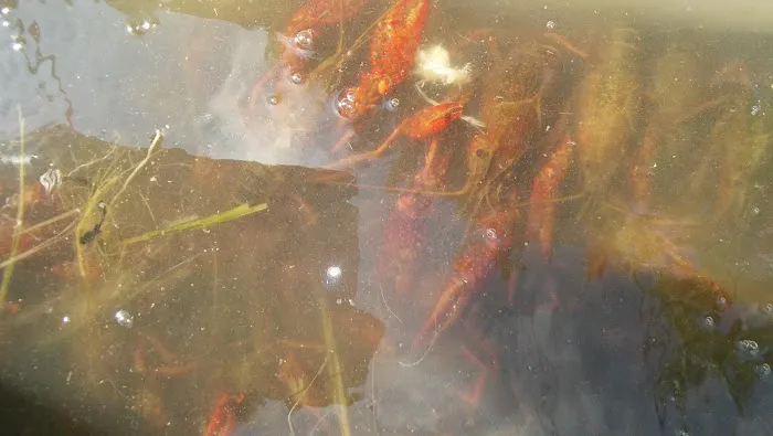 B&B RV Park Picture 10