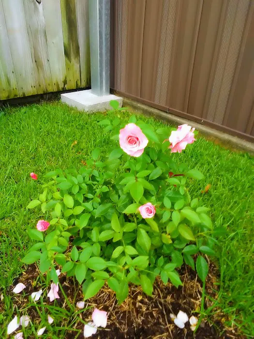 Sugar Hill RV Park Picture 8