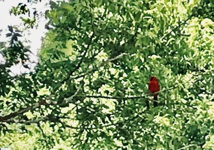 Guiseppi's Park, LLC Picture 3