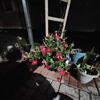 Tinas' Manufactured Home ico