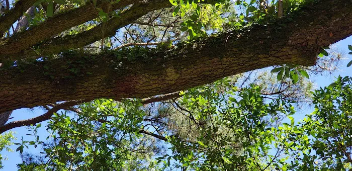 Evangeline Oaks RV Park - Opelousas Picture 6