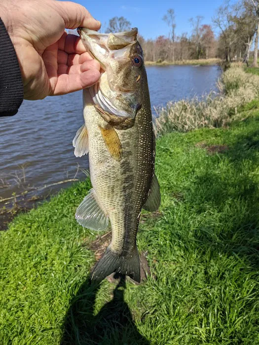 Cypress Lake Resort Picture 8