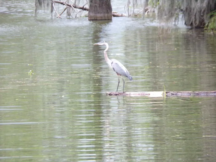 Lake Martin Recreational Resort LLC Picture 6