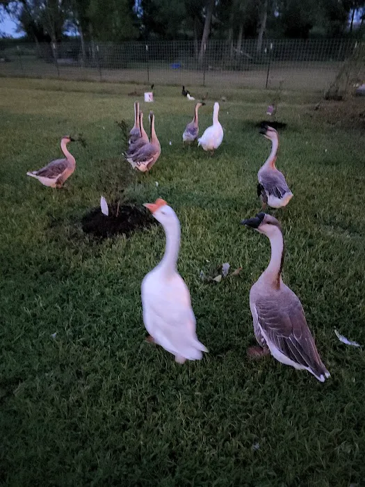 Bella Terre Picture 7