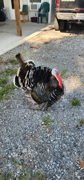 Bella Terre Picture 10