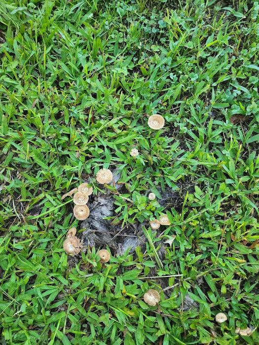 Bella Terre Picture 8