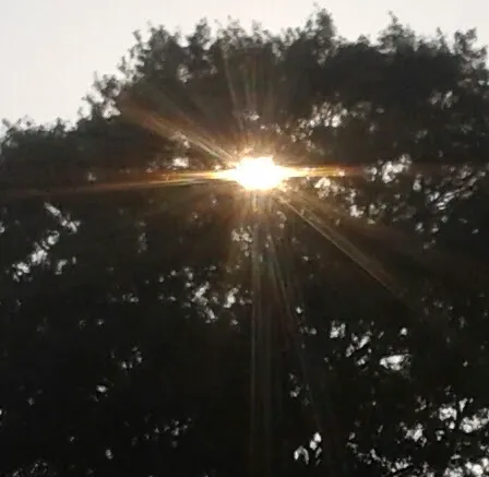 Lafayette Oaks Picture 7