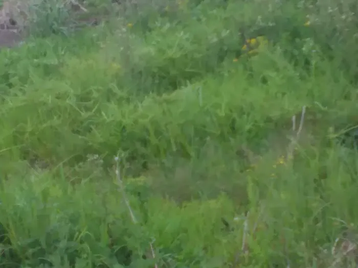 Eagle RV Park Picture 5