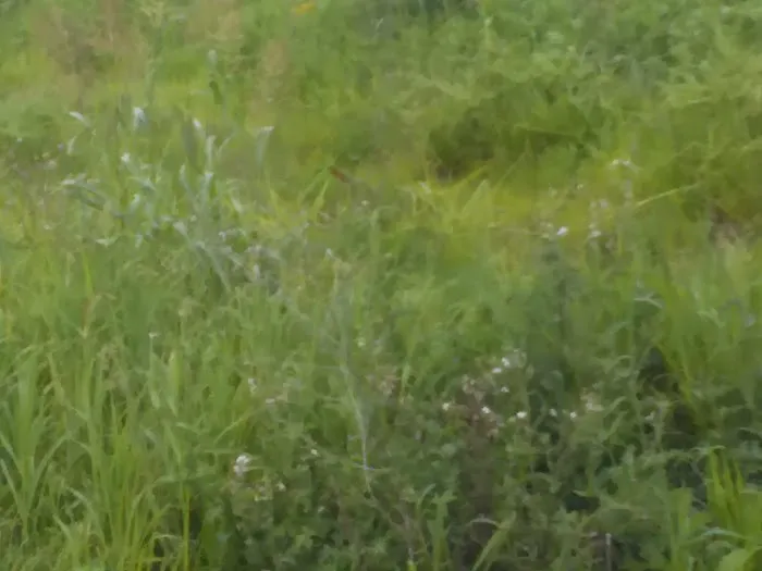 Eagle RV Park Picture 6