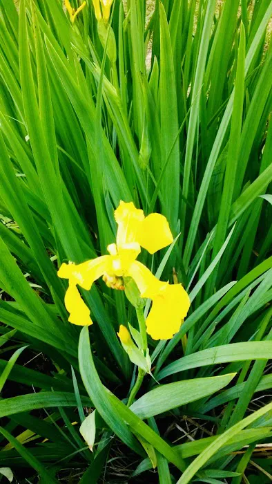 Plantation Village Mobile Home Community Picture 6