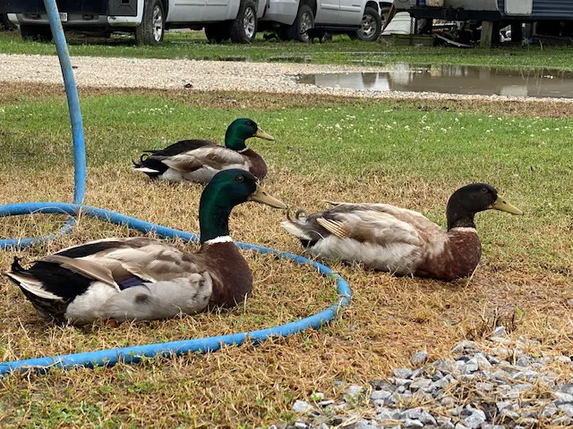 Cajun Haven RV Park Picture 7