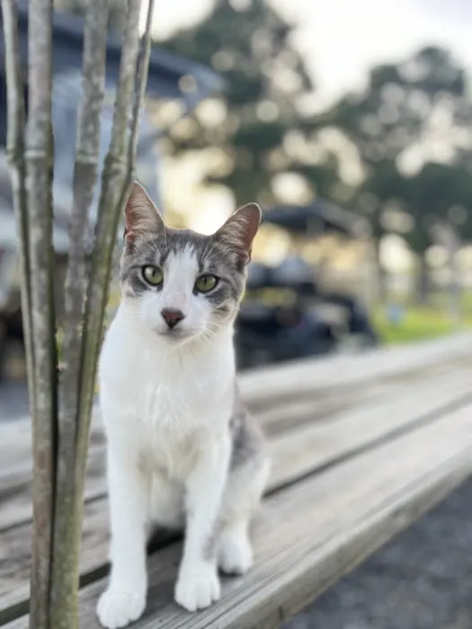 Cajun Haven RV Park Picture 9