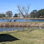 Sonnier Parkside Village