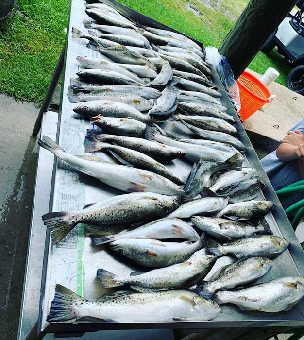 Island Palms RV Park Picture 4