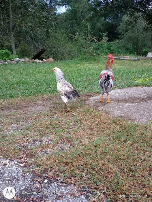 Country Aire Mobile Home Park Picture 6