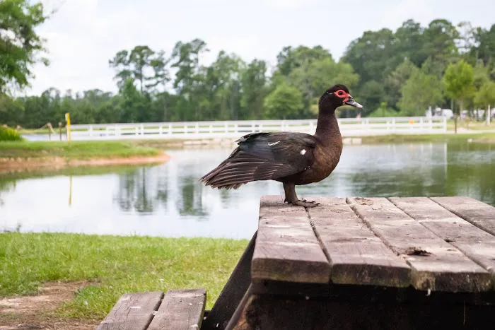 Jellystone Park™ Lake Charles Picture 4