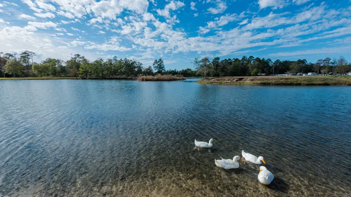 Jellystone Park™ Lake Charles Picture 10