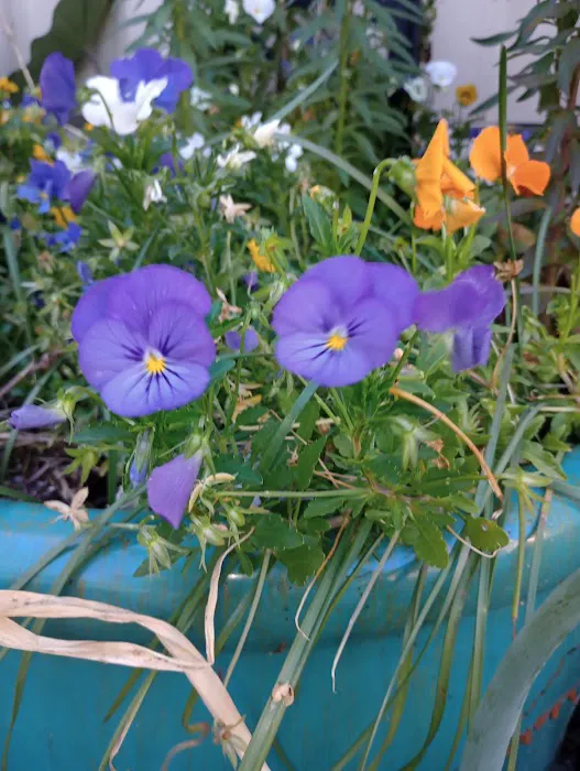 Country Oaks Picture 3