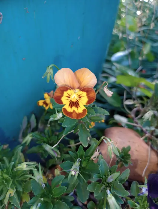 Country Oaks Picture 2