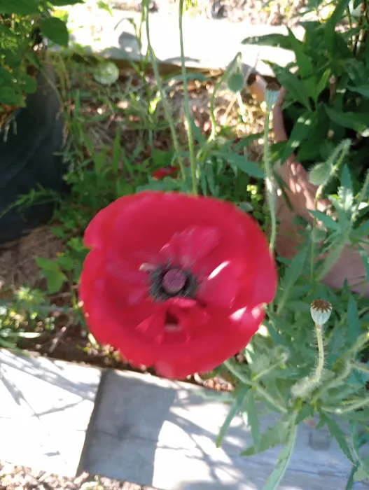 Country Oaks Picture 1