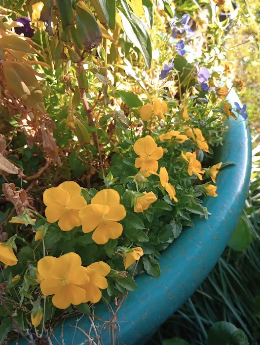 Country Oaks Picture 7