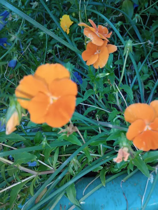 Country Oaks Picture 8