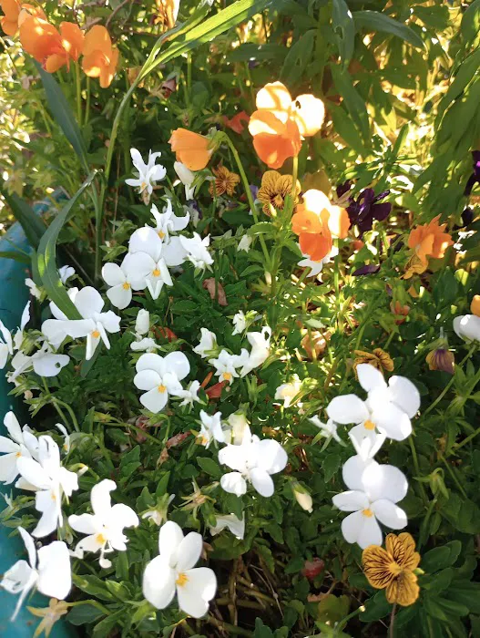 Country Oaks Picture 6