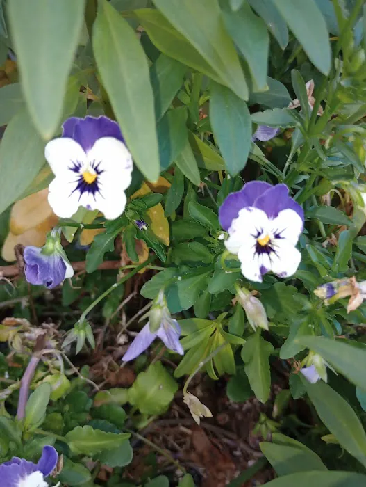 Country Oaks Picture 9