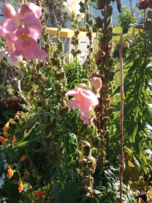 Country Oaks Picture 10