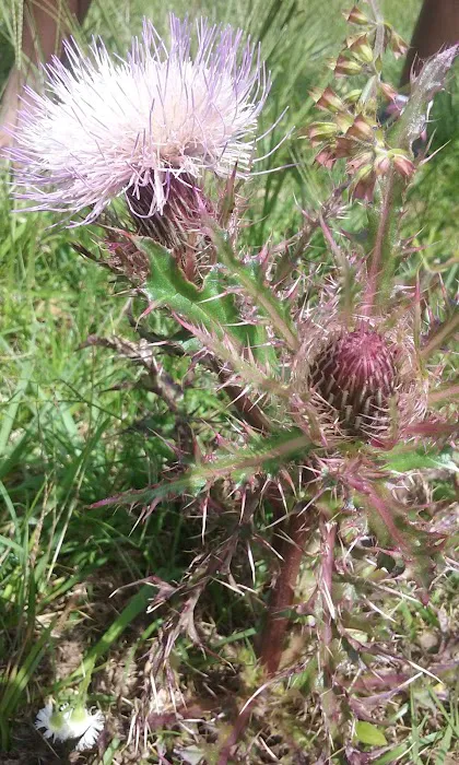 Tommasi Mobile Village Picture 10