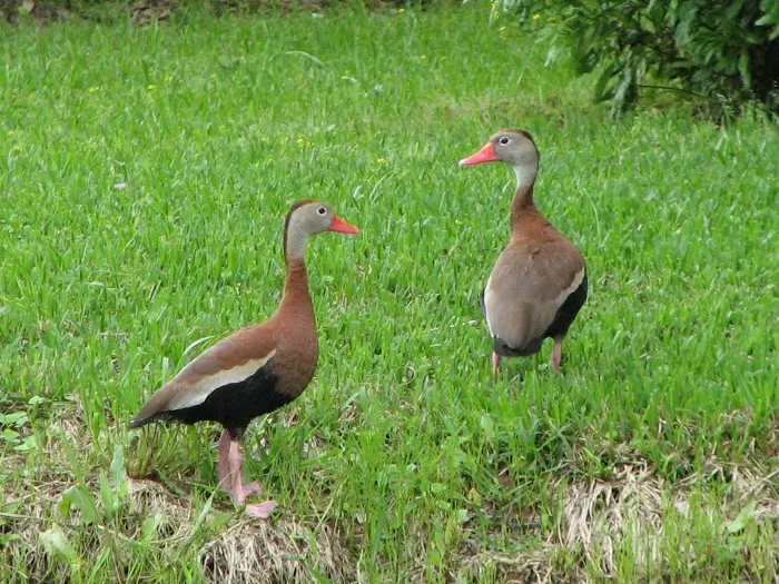 Bayou Marino RV Park Picture 4
