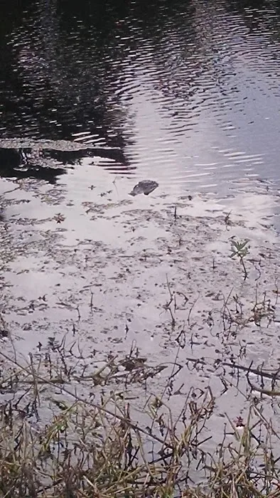 KP RV PARK Picture 6