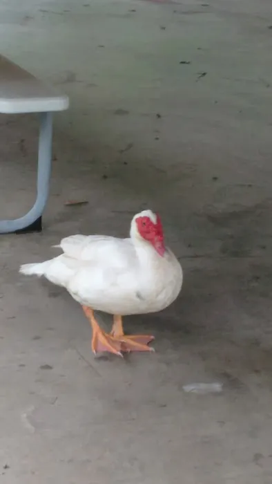 Lil Piney Park Picture 6