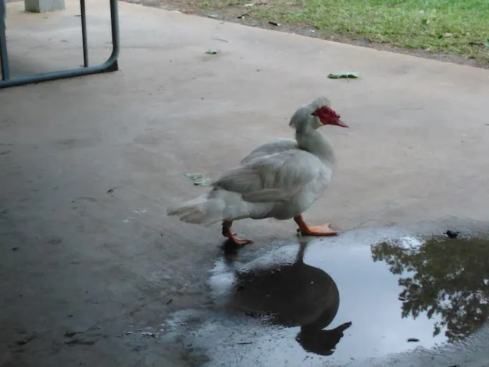 Lil Piney Park Picture 2