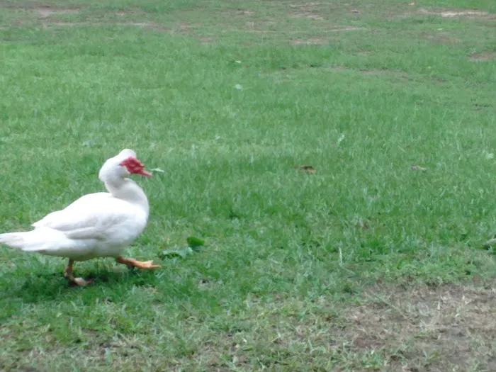 Lil Piney Park Picture 4