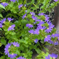 Mylander RV Park ico