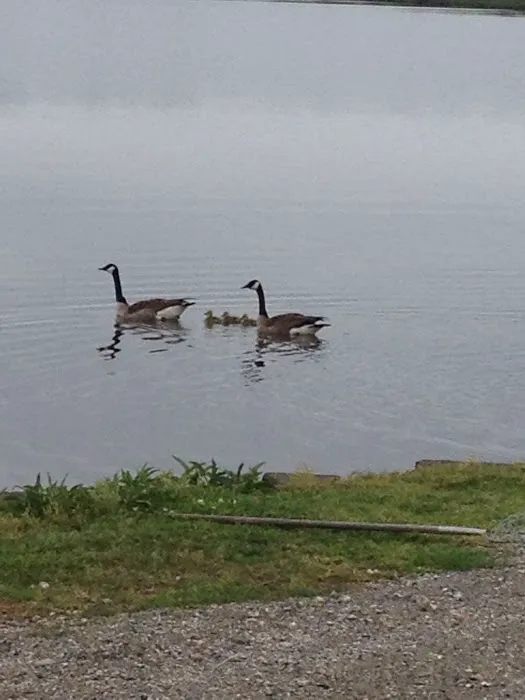 Big Lake RV Park Picture 6