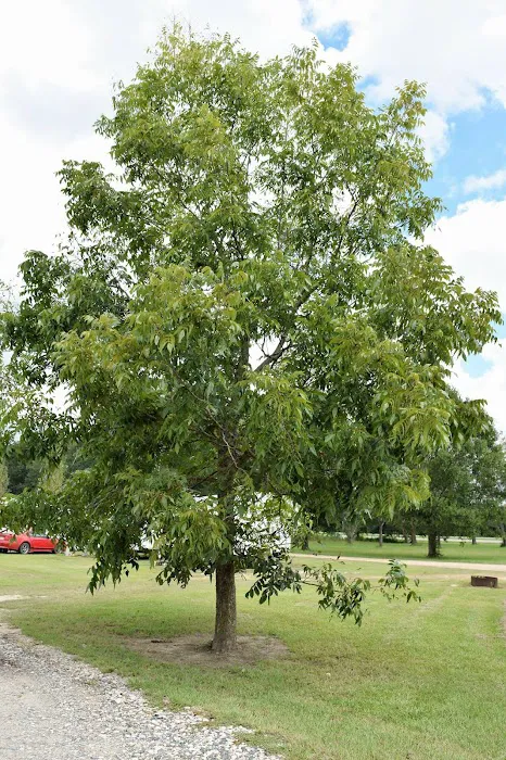 Pecan Acres RV Park Picture 10