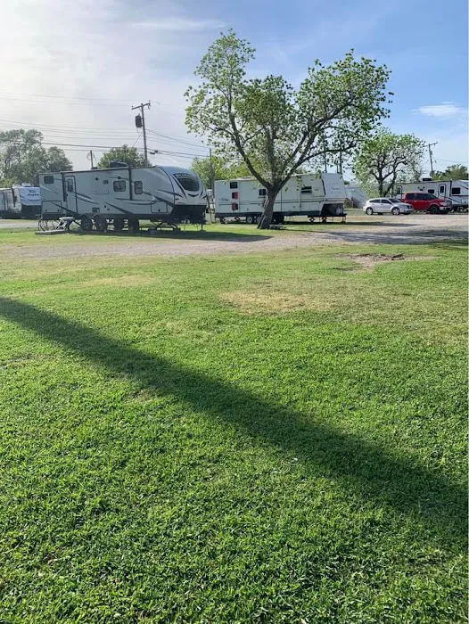 Sulphur Palms Picture 8