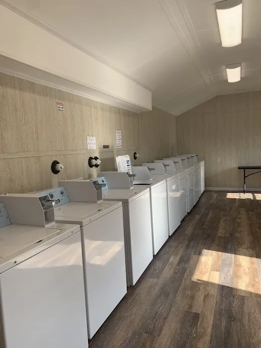 Sulphur Palms Picture 4