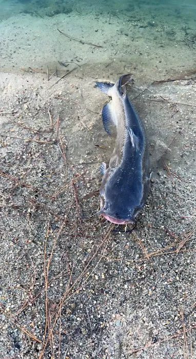 Trout Creek RV Park Picture 7