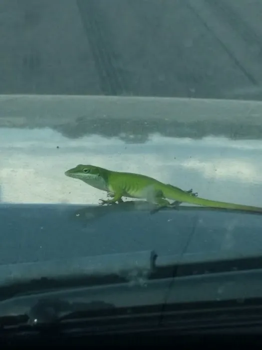 Arlington RV Park Picture 8