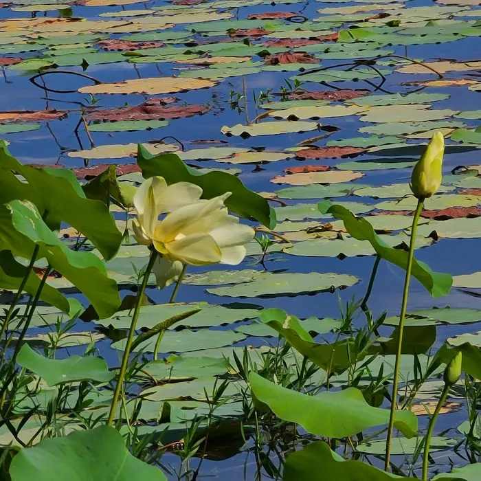 Mill Creek Bay RV Park Picture 9