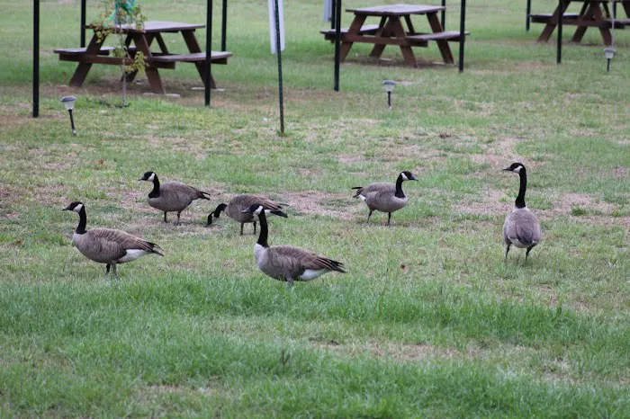 McGee's Landing Picture 5