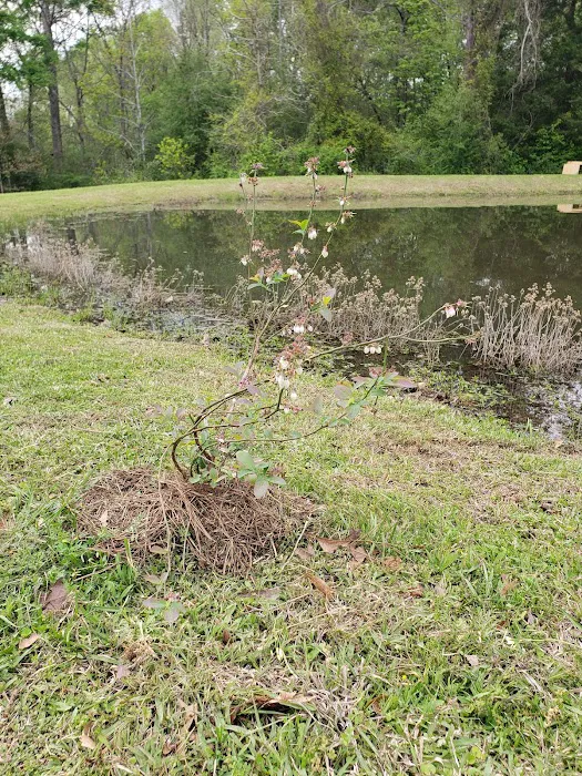 Countryside RV Park Picture 6