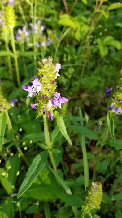 Glorey RV Park Picture 5