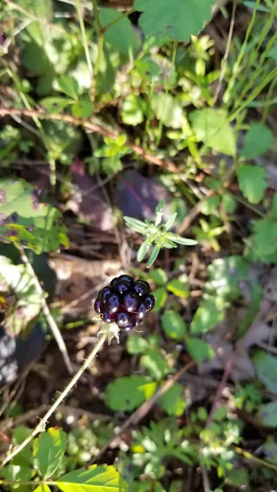 Glorey RV Park Picture 7