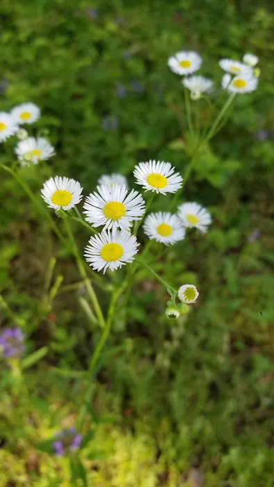 Glorey RV Park Picture 8