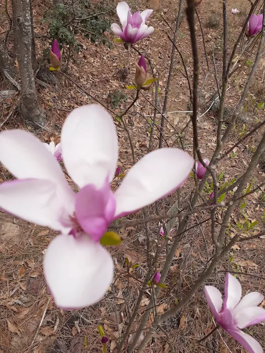 Jasper TX RV Park and Campground at Paula Bellow Nature Preserve Picture 9