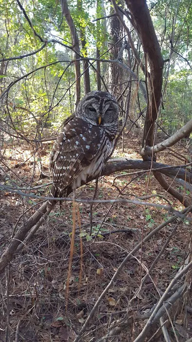 Magnolia Hill RV Park Picture 9